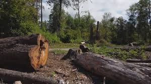Best Emergency Tree Removal  in Gloucester Courthouse, VA