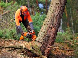 Best Tree Health Inspection  in Gloucester Courthouse, VA