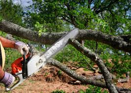 Best Organic Lawn Care Solutions  in Gloucester Courthouse, VA