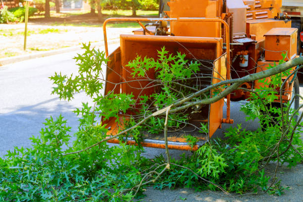 Best Lot and Land Clearing  in Gloucester Courthouse, VA