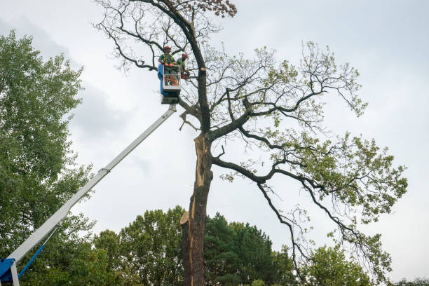 Gloucester Courthouse, VA Tree Services Company