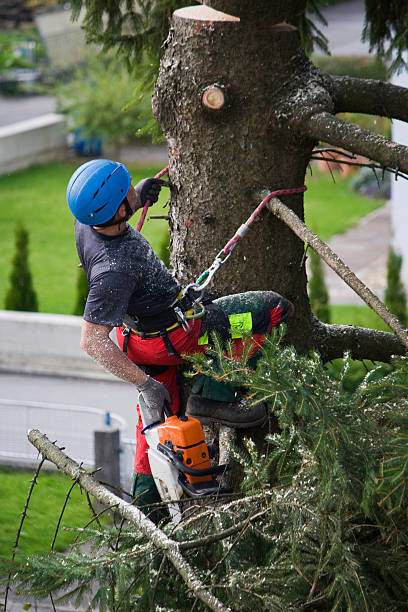 Best Hedge Trimming  in Gloucester Courthouse, VA