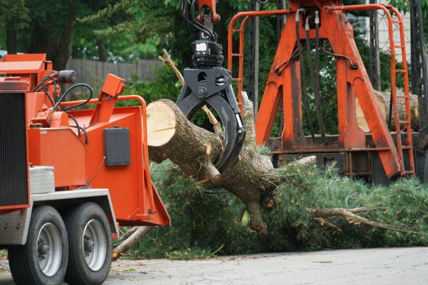 How Our Tree Care Process Works  in  Gloucester Courthouse, VA