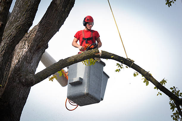 Best Tree Maintenance Programs  in Gloucester Courthouse, VA